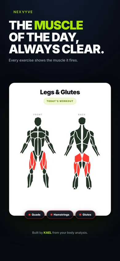 NEXVYVE screen with the anatomical figure and the muscle of the day highlighted